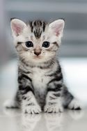 American Shorthair (filhotes)