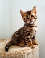 Bengal (filhotes)