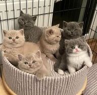 British Shorthair (filhotes)