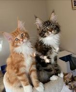 Maine Coon (filhotes)