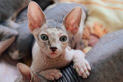 Sphynx Filhotes Conferir