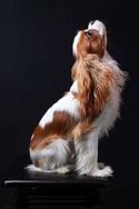 Aproveite Cavalier Macho