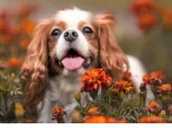 Fotos Similares: Cavalier King Charles Spaniel 