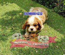 Vende-se Cavalier King Charles Spaniel