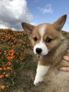 Corgi Pembroke à Venda