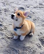 Filhotes de Corgi Pembroke