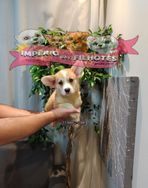 Corgi Pembroke Doze Mil Até 12 X no Cartão