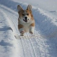 Filhotes Maravilhosos de Corgi Pembroke