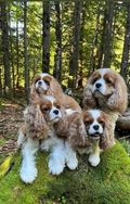 Fotos Similares: Cavalier King Charles Spaniel 10 Mil 