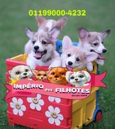 Fotos Similares: Filhotes de Corgi 12 Mil 