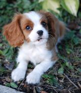 Fotos Similares: Cavalier King Charles Spaniel 