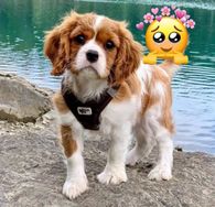 Apaixonados por Cavalier King