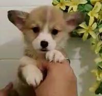 Vende-se Welsh Corgi