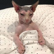 Vende-se Sphynx