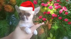 Chihuahua Micro Fêmea