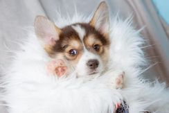 Vende-se Welsh Corgi