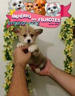 Vende-se Filhotes de Corgi Pembroke