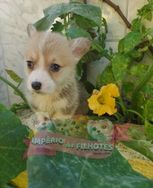 Temos Filhotes de Corgi Pembroke