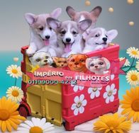 Venda de Lindos Bebês Corgi Pembroke