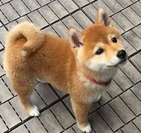 Shiba Inu à Venda