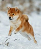 Vende-se Shiba Inu