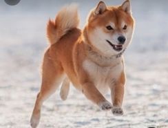 Filhotes de Shiba Inu