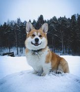 Corgi Pembroke