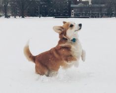 Filhotes Corgi