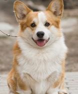 Temos Corgi Pembroke