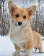 Corgi Pembroke