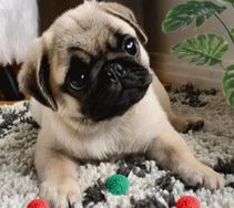 Pugs com Pedigree