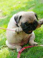 Temos Filhotes de Pug