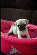 Fotos Similares: Vende-se Pugs 