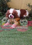 Fotos Similares: Cavalier King Charles Spaniel 