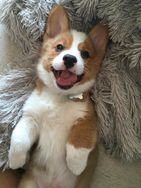 Vende-se Corgi Pembroke