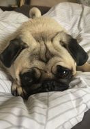 Fotos Similares: Vende-se Filhotes de Pug 