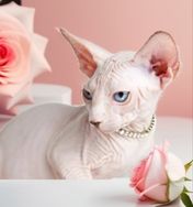 Fotos Similares: Sphynx à Venda 