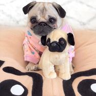 Venda de Pugs com Pedigree