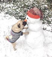 Fotos Similares: Lindos Pugs à Venda 