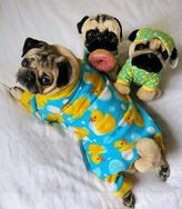 Fotos Similares: Filhotes de Pug 