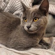 Chartreux Filhote