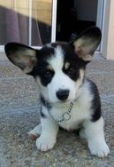 Fotos Similares: Corgi Pembroke Tricolor 8.500 Mil 