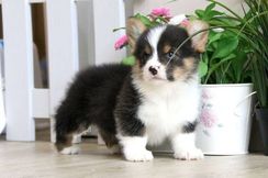 Fotos Similares: Vende-se Corgi Pembroke Tricolor 