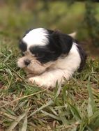 Filhote Macho da Raça Shih Tzu