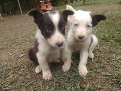 Filhotes Border Collie Chocolate