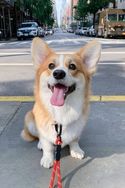 Vende-se Corgi Pembroke