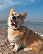 Amor Real de Corgi Pembroke