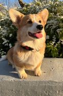 Fotos Similares: Corgi Pembroke à Venda 