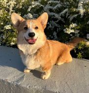 Fotos Similares: Vende-se Corgi 