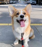 Fotos Similares: Venda de Welsh Corgi 